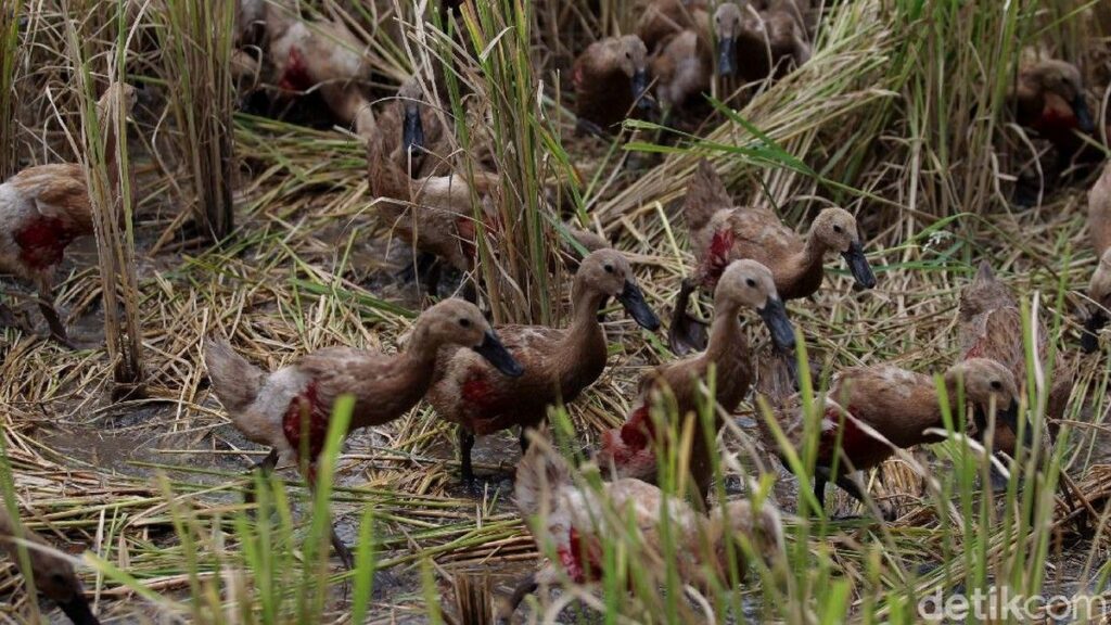 Pencuri Sasar Ratusan Bebek di Mengwi Badung
