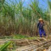 DPN APTRI Desak Pemerintah Naikkan HPP Gula Petani