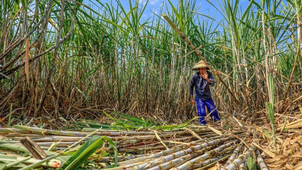 DPN APTRI Desak Pemerintah Naikkan HPP Gula Petani