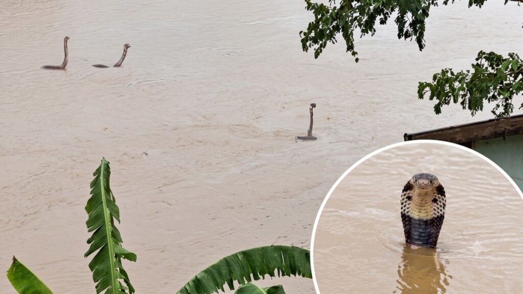 Banjir Bandang di Hengzhou China Picu Lepasnya Ratusan Ular Berbisa