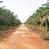 PT Agrinas Palma Nusantara Kelola 41 Juta Hektare Lahan Perkebunan