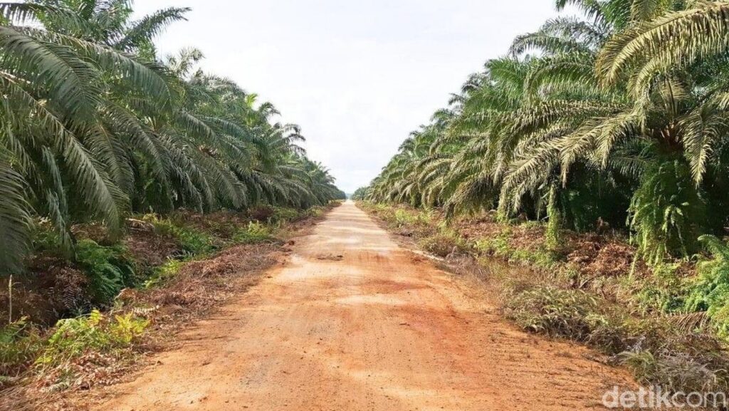 PT Agrinas Palma Nusantara Kelola 41 Juta Hektare Lahan Perkebunan