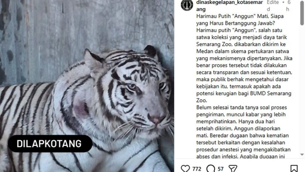 Harimau Putih Semarang Zoo Mati Setelah Dipindahkan ke Ragunan Medan