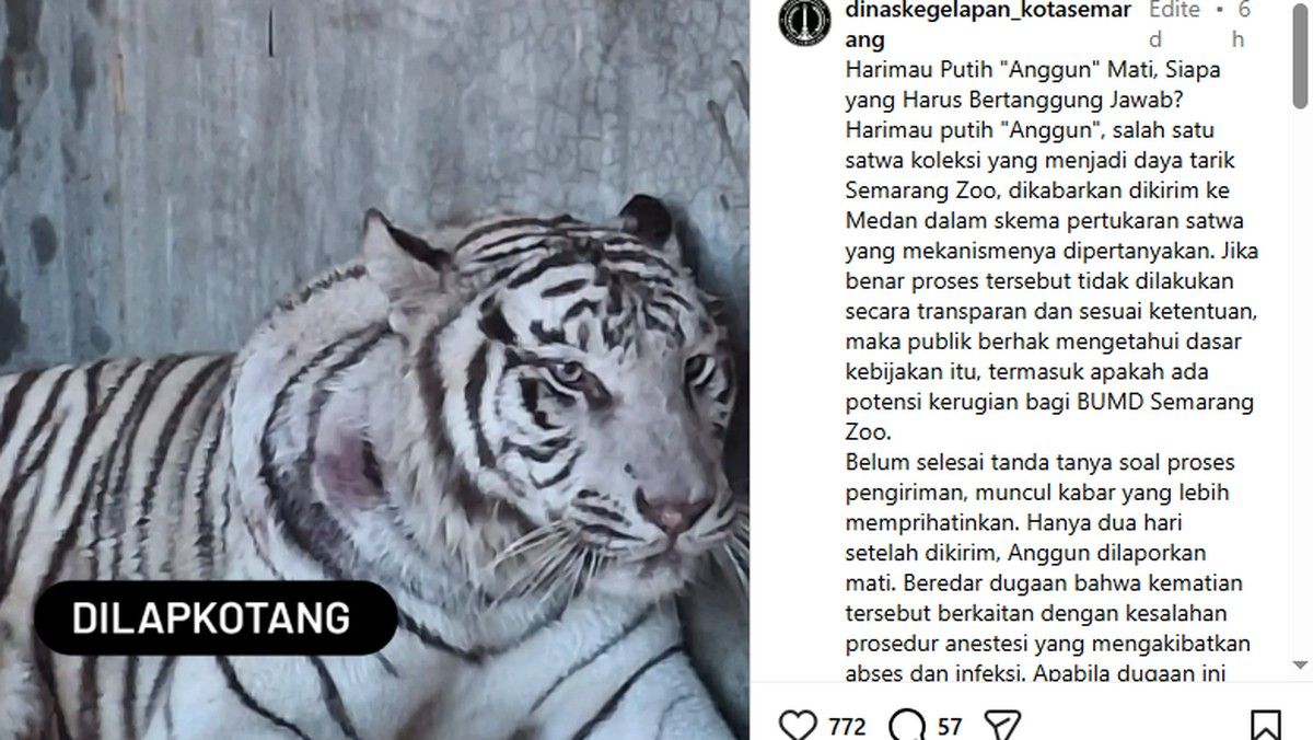 Harimau Putih Semarang Zoo Mati Setelah Dipindahkan ke Ragunan Medan