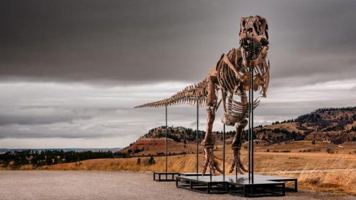 Fosil T-Rex Gus Terjual Pecahkan Rekor Rp 898 Miliar