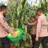 Brimob Polda Metro Jaya Panen Jagung Dukung Ketahanan Pangan