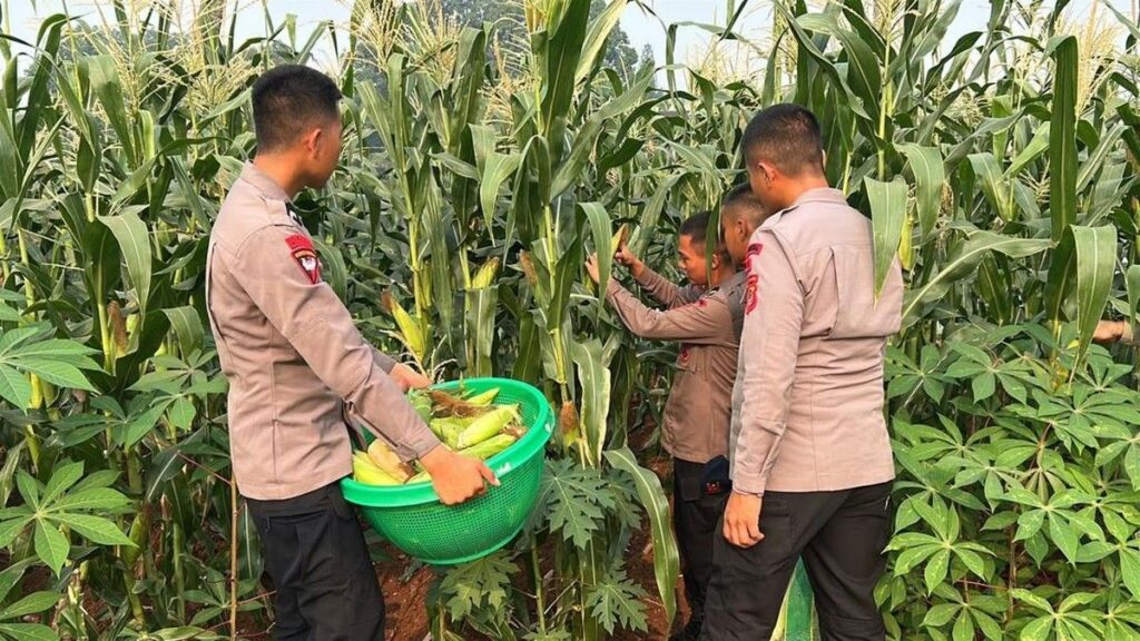 Brimob Polda Metro Jaya Panen Jagung Dukung Ketahanan Pangan