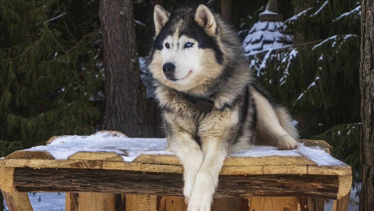 Polisi Selidiki Penganiayaan Anjing Husky di Babelan Bekasi