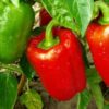 Paprika Merah vs HijauMana yang Lebih Efektif Menurunkan Berat Badan