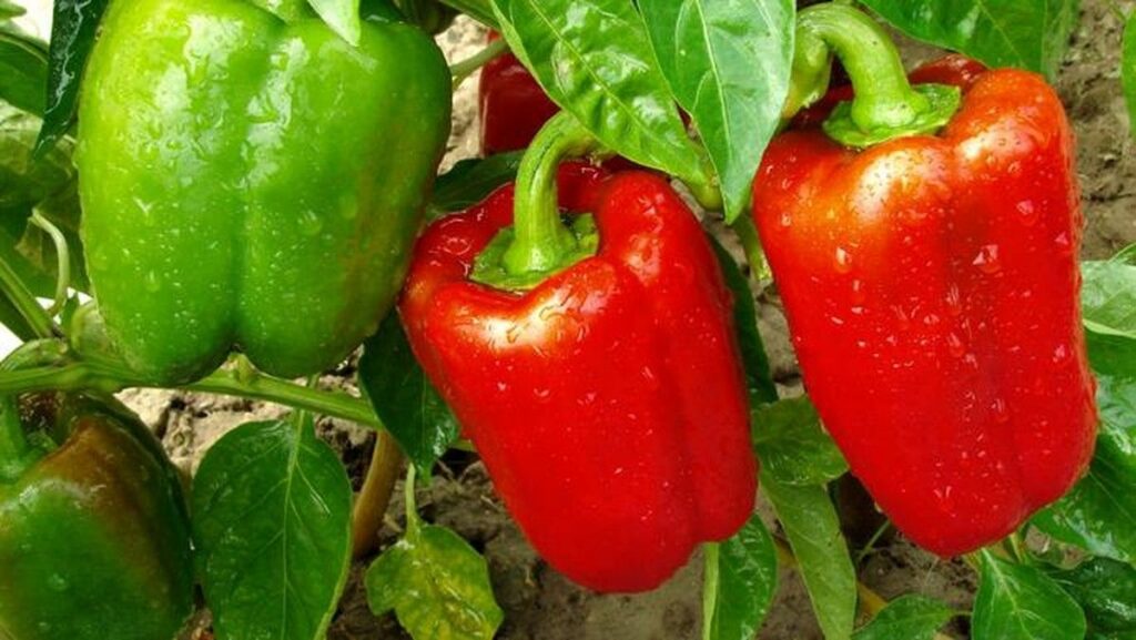 Paprika Merah vs HijauMana yang Lebih Efektif Menurunkan Berat Badan