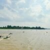 Bupati Pelalawan Membuka Perlombaan Balap Perahu di Sungai Kampar