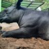 Kementerian Kehutanan Ungkap Penyebab Tapir Keluar Habitat di Mesuji