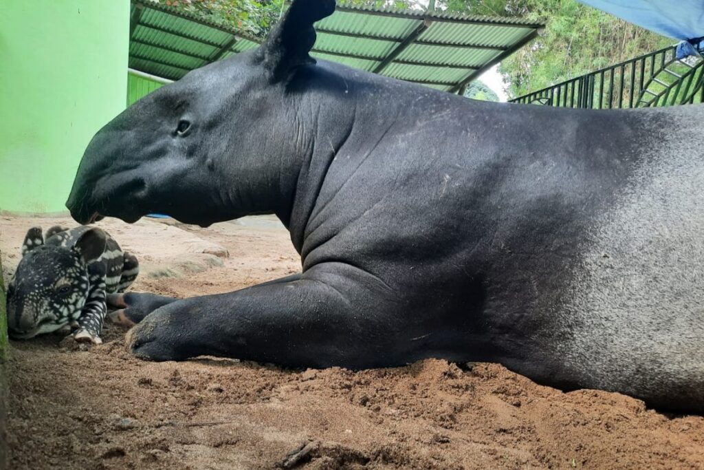 Kementerian Kehutanan Ungkap Penyebab Tapir Keluar Habitat di Mesuji