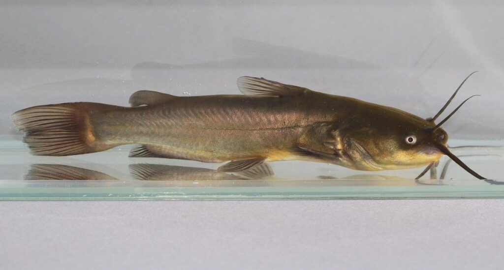 Peneliti Temukan Kasus Kanker Menular Pertama pada Ikan Lele Air Tawar