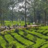Pemkab Bogor Menata Ulang Rest Area Puncak Gunung Mas