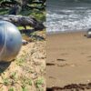 Enam Bola Logam Misterius Terdampar di Pantai Queensland
