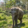 15 Gajah Mati Keracunan Pestisida Tomat di Taman Nasional Kenya