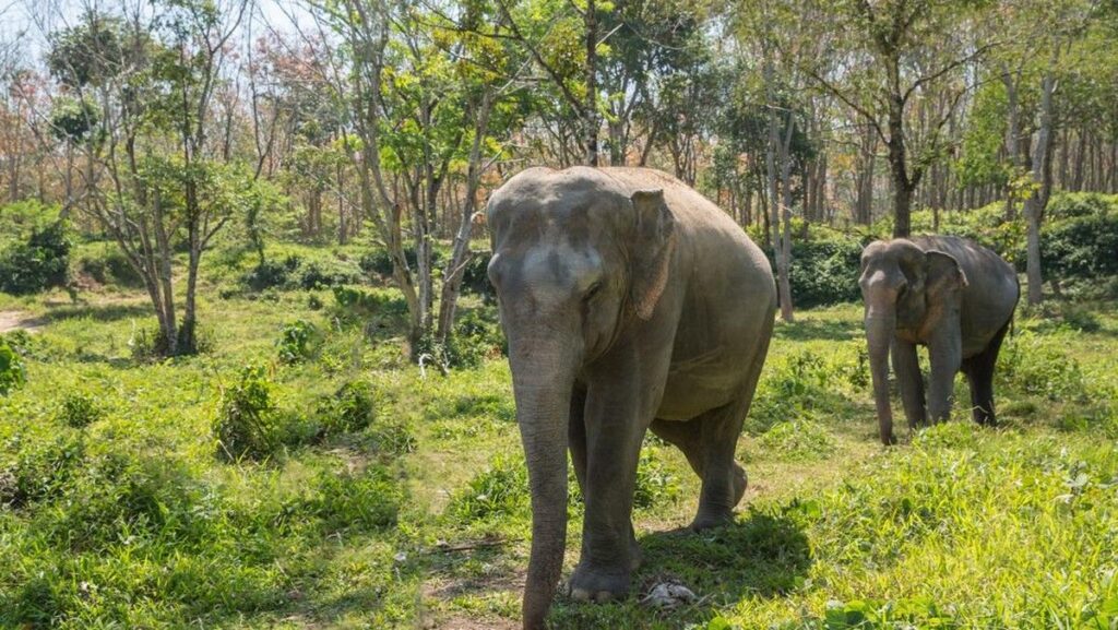 15 Gajah Mati Keracunan Pestisida Tomat di Taman Nasional Kenya