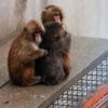 Monyet Punch Rayakan Ulang Tahun Pertama di Kebun Binatang Ichikawa