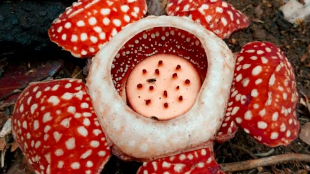 Ahli Botani Temukan Kembali Spesies Rafflesia Paling Langka di Filipina
