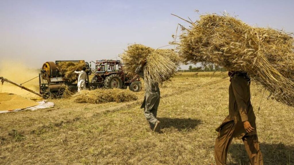 Harga Pangan Global Turun Tipis Setelah Gencatan Senjata AS-Iran