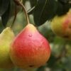 Kehilangan 11 Ribu Buah Pir, Petani di Jepang Memutuskan Berhenti Berkebun