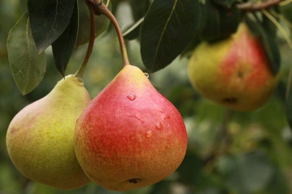 Kehilangan 11 Ribu Buah Pir, Petani di Jepang Memutuskan Berhenti Berkebun