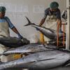 Jepang Hapus Bea Masuk Olahan Tuna Indonesia Jadi Nol Persen