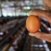 Kemendag Buka Peluang Ekspor Telur Ayam Ras ke Singapura