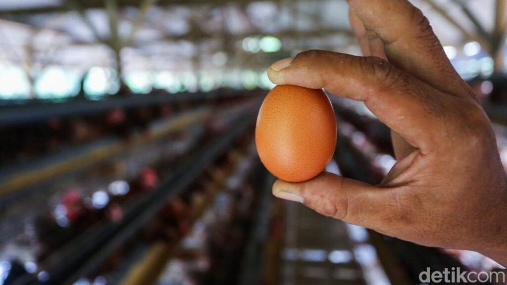 Kemendag Buka Peluang Ekspor Telur Ayam Ras ke Singapura
