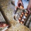 Kementan Tetapkan Harga Acuan Baru Ayam Hidup dan Telur