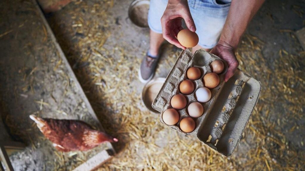 Kementan Tetapkan Harga Acuan Baru Ayam Hidup dan Telur