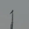 Polisi Tangkap Dua Pemanjat Ekstrem di Menara Empire State Building