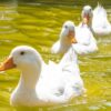 Kelenjar Uropigial Menjaga Bulu Bebek Tetap Kering Saat Berenang