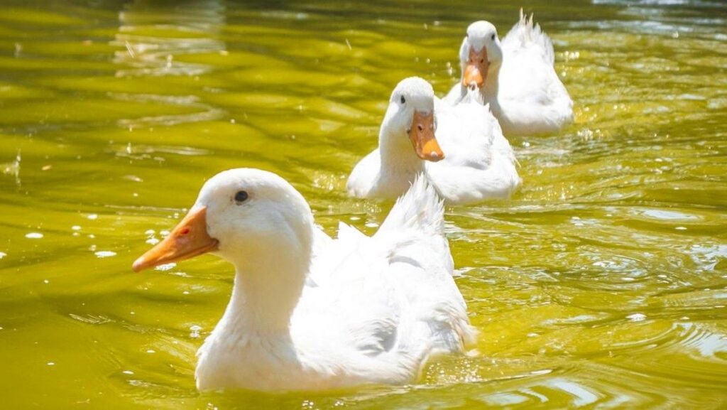 Kelenjar Uropigial Menjaga Bulu Bebek Tetap Kering Saat Berenang