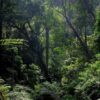 Hilang Dua Hari di Hutan Megamendung Lansia Ditemukan Lewat Jejak Kaki