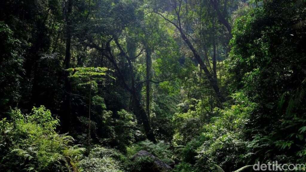 Hilang Dua Hari di Hutan Megamendung Lansia Ditemukan Lewat Jejak Kaki