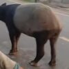 BKSDA Telusuri Kemunculan Tapir di Jalinsum Mesuji Lampung