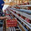 Kementan Ungkap Penyebab Harga Ayam dan Telur Peternak Anjlok