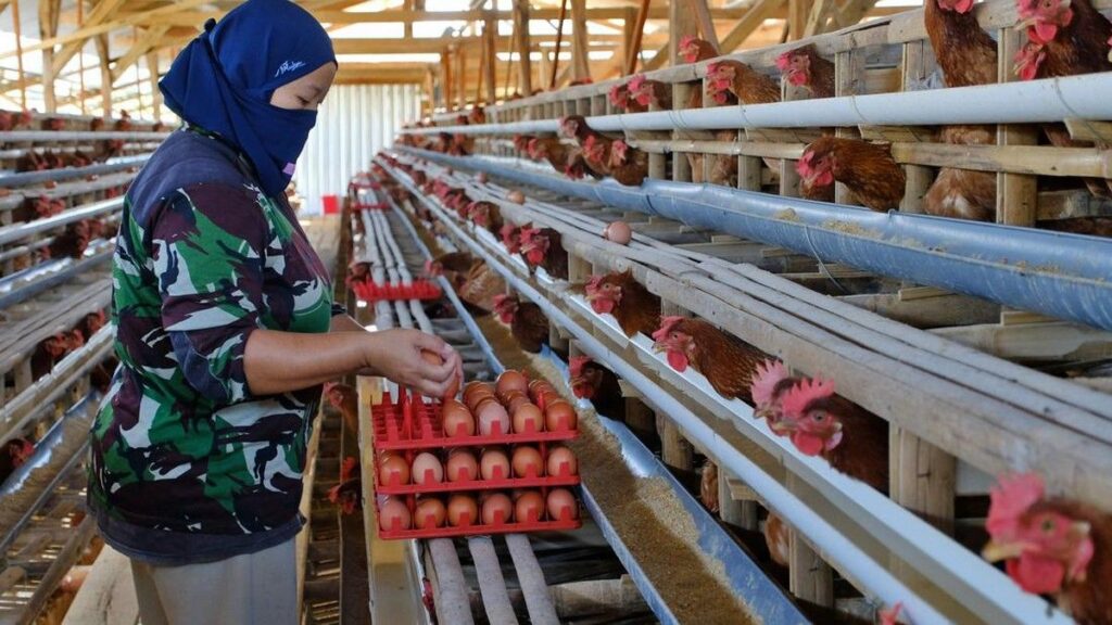 Kementan Ungkap Penyebab Harga Ayam dan Telur Peternak Anjlok