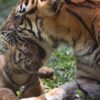 7 Fakta Menarik Harimau, Kucing Terbesar yang Mahir Berenang