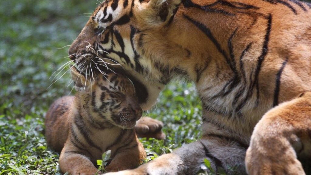 7 Fakta Menarik Harimau, Kucing Terbesar yang Mahir Berenang