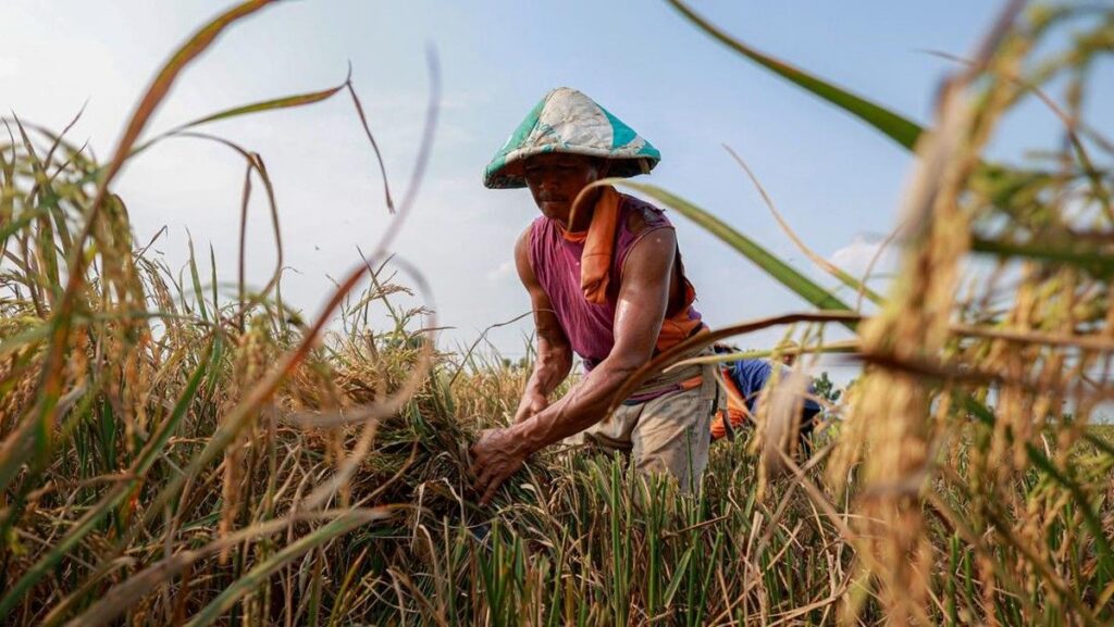 BPS Sensus Usia Petani Indonesia yang Mulai Menua