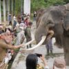 Populasi Gajah di Bengkulu Menyusut Hingga Tersisa 25 Ekor