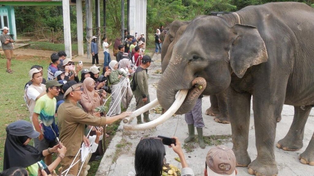 Populasi Gajah di Bengkulu Menyusut Hingga Tersisa 25 Ekor
