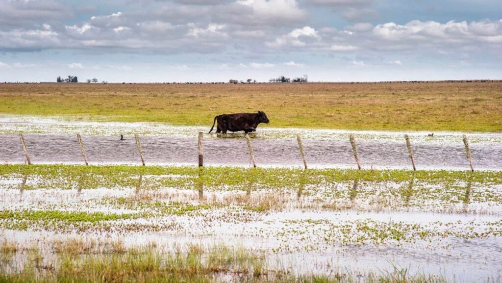 El Niño Perkuat Pemanasan Pasifik dan Pengaruhnya pada Pertanian Argentina