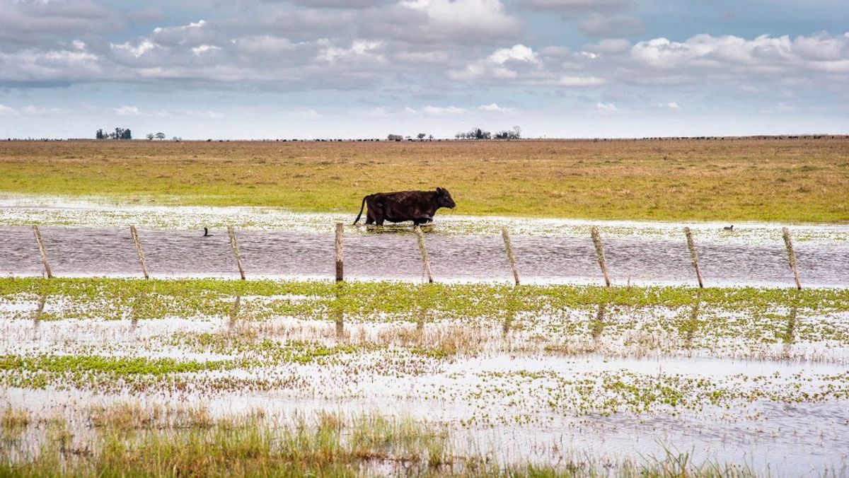 El Niño Perkuat Pemanasan Pasifik dan Pengaruhnya pada Pertanian Argentina