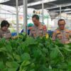 Polda Metro Jaya Panen Sayur Hidroponik untuk Program Makan Gratis