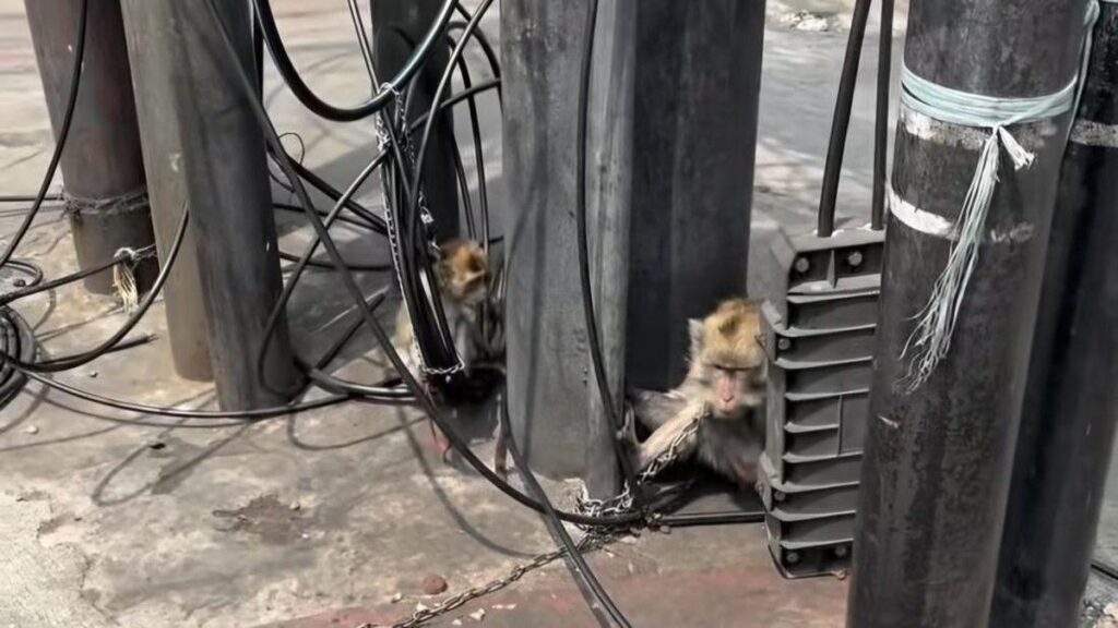 Dinas KPKP DKI Jakarta Lacak Keberadaan Pelaku Eksploitasi Monyet