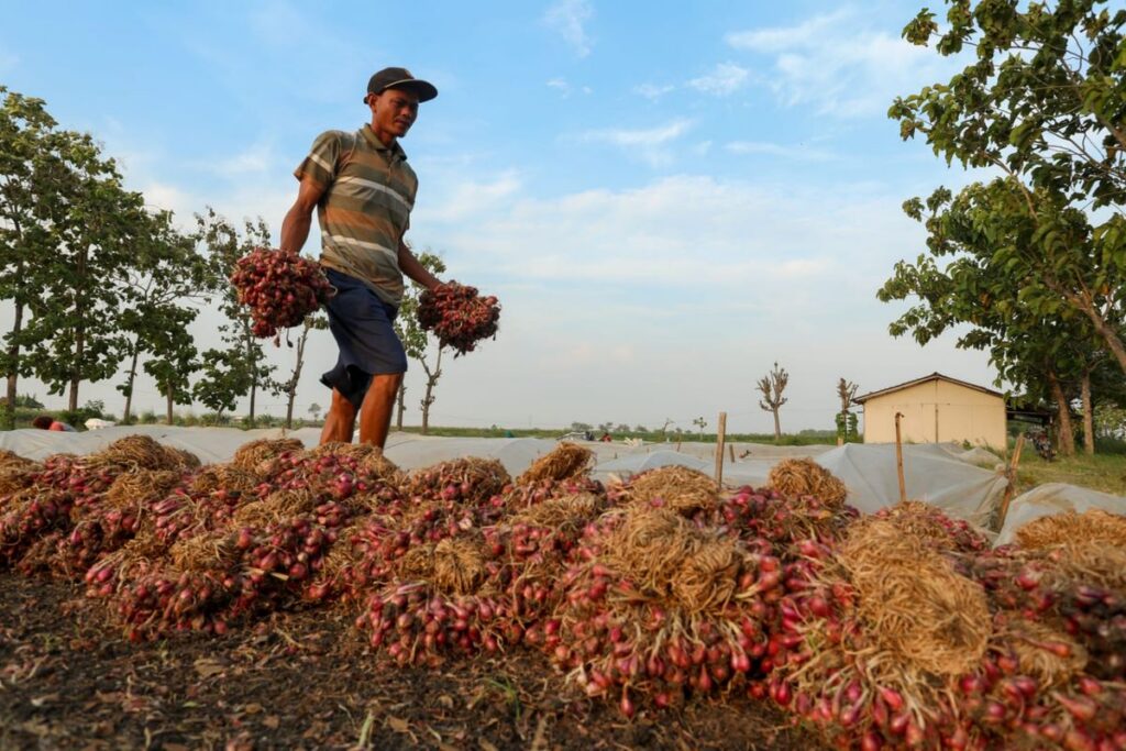 Pengupas Bawang di Pasar Pabean Terima Upah Rp 2.500-3.000 per Kilogram